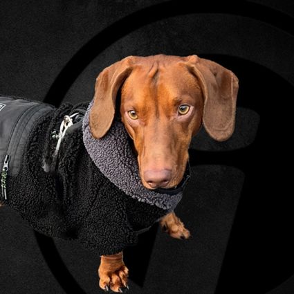 Newton, VP of Treats at Opus Interactive.