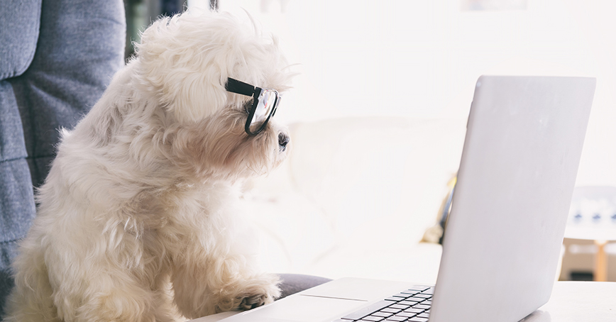 Fun image of tech savvy dog wearing glasses working on a computer